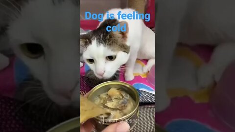 cat is sacred with food