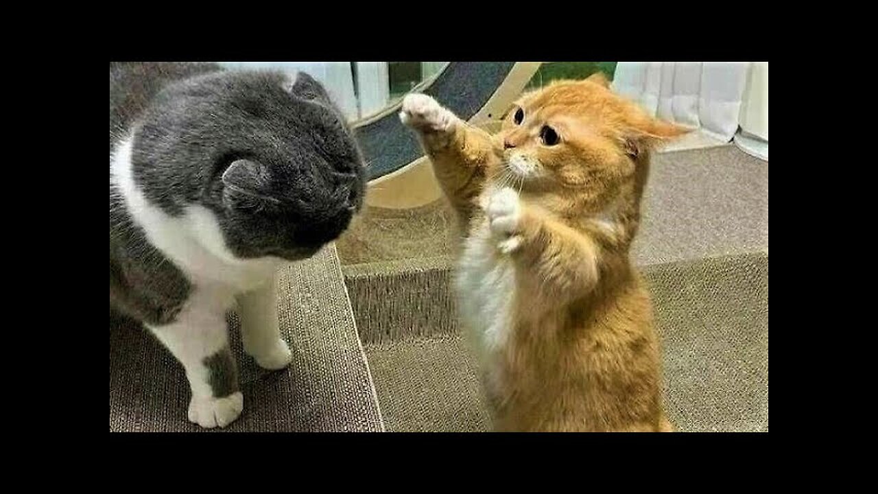 Funny and cute cats complitation