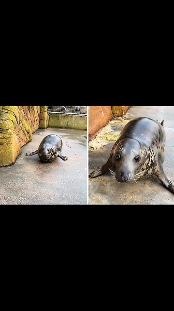 This is the cutest & bounciest seal