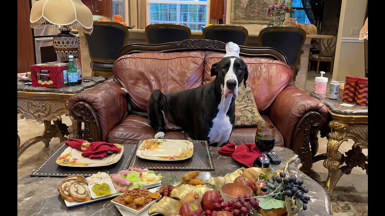 Funny Chef Great Dane Politely Sits & Enjoys Fall Comfort Food Dinner