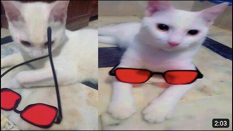 Cute 🥰 and Naughty cat 😺🔥 |funny Kitten 🐾| cats 2023 compilation 💯🔥