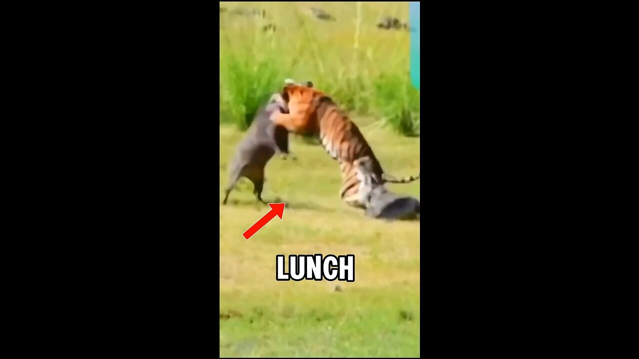 A Boar vs Tiger vs Crocodile