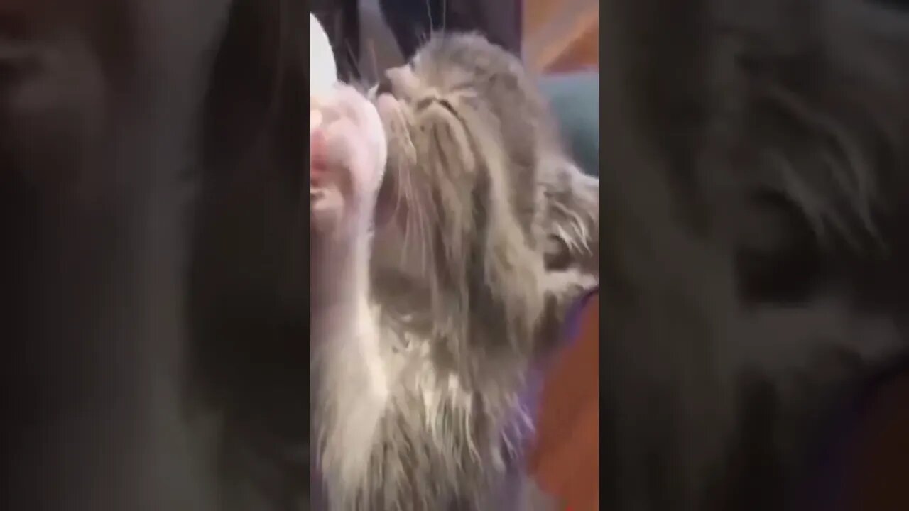 cat the sing remix #shorts #shortanimal #cute #shortvideo