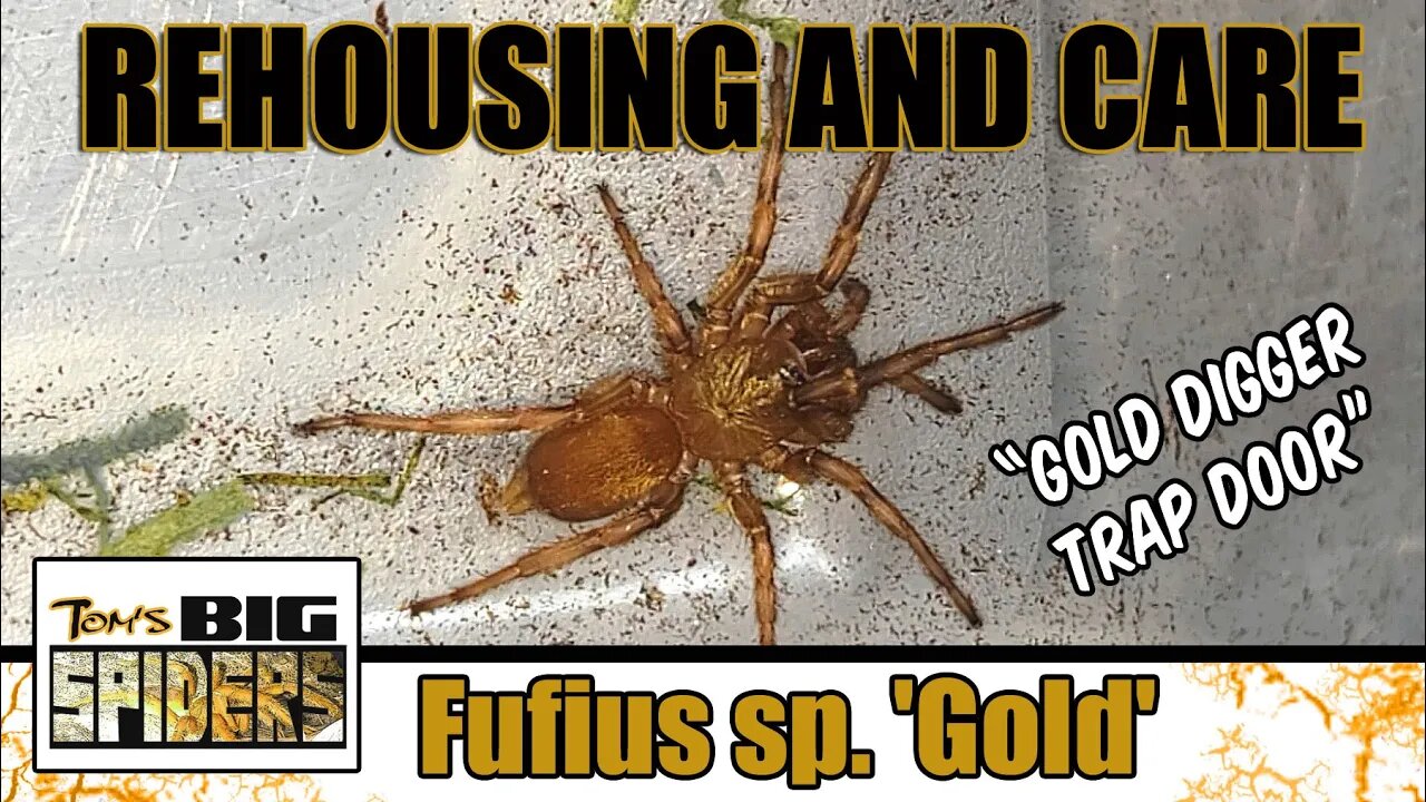 Fufius sp. Gold "Gold Digger Trap Door" Rehouse and Care