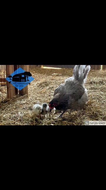 These chickens are really helping us out! #shorts