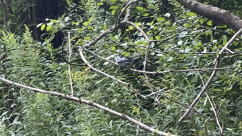 Juvenile White-Breasted Nuthatch