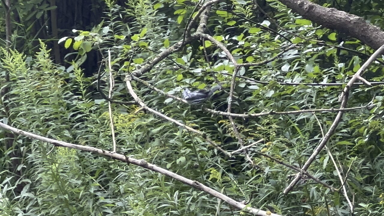 Juvenile White-Breasted Nuthatch