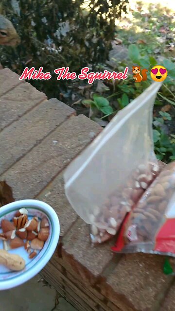 Sleepy Squirrel 🐿️.