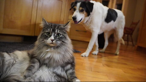 FUNNY DOG Gets SPOOKED by Strange Sudden Cat Move