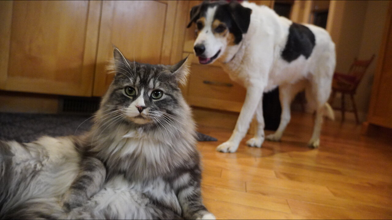 FUNNY DOG Gets SPOOKED by Strange Sudden Cat Move