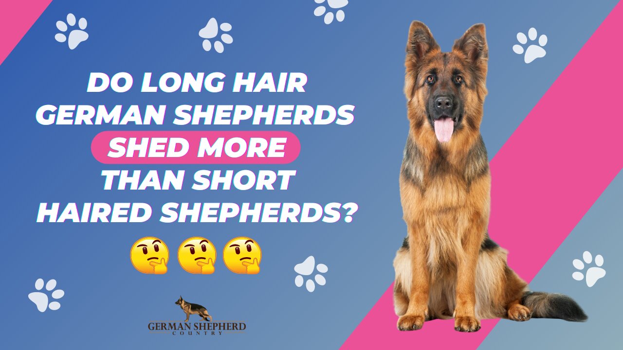 Long Hair German Shepherds | Do Long Hair German Shepherds Shed More Than Short Haired Shepherds?