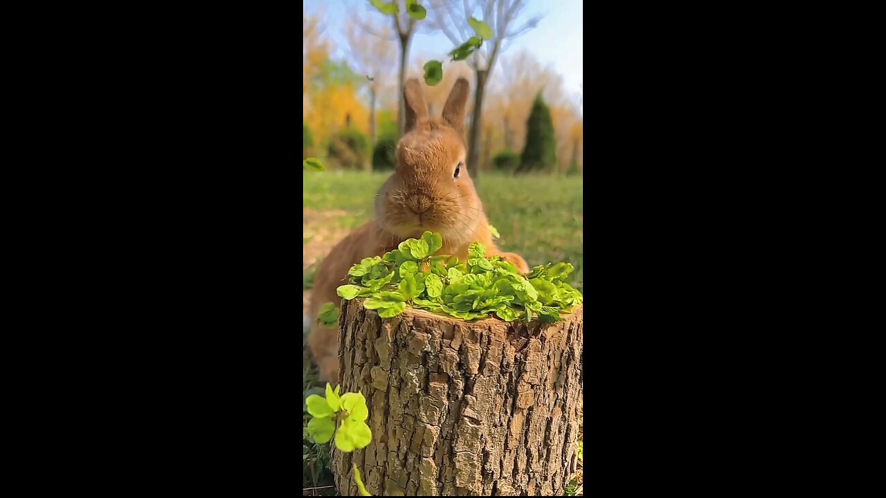 Beautiful Rabbit🐰 Eating Vegetable🌳