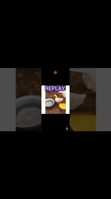 the goose wants to take a shower !!! 😂😂😂