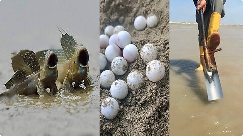 Activities of Chinese Fishermen Hunting Various Sea Animals around the Beach 🐙 Sea Creatures