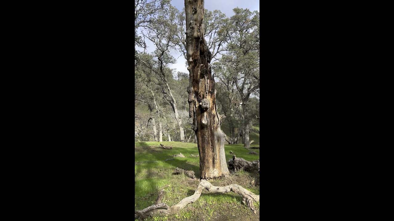 Dead Tree Standing With 1 Limb