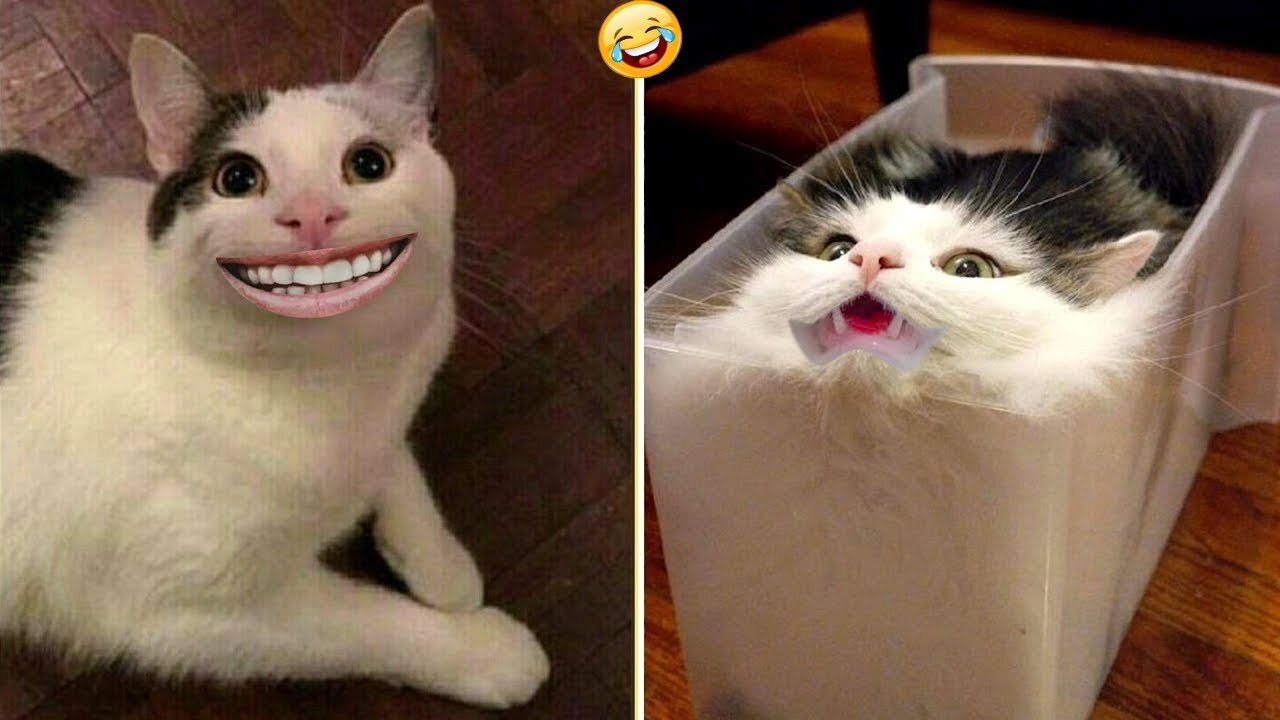 Try Not to Laugh Funny & Cute Animals _ FUNNY ANIMALS' SOCIETY