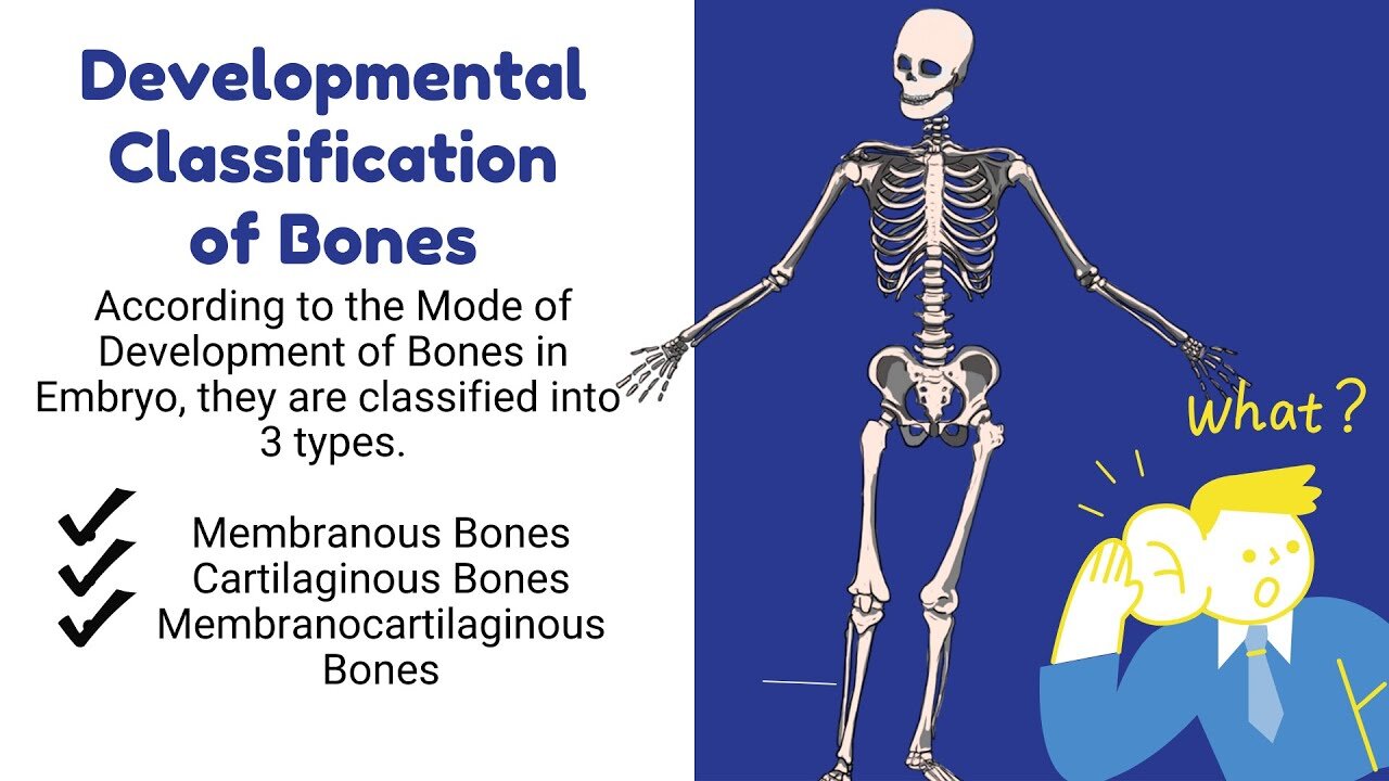 Classification of Bones | Developmental Classification | Skeletal System | Novice Medic