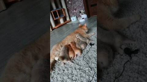 😻💓