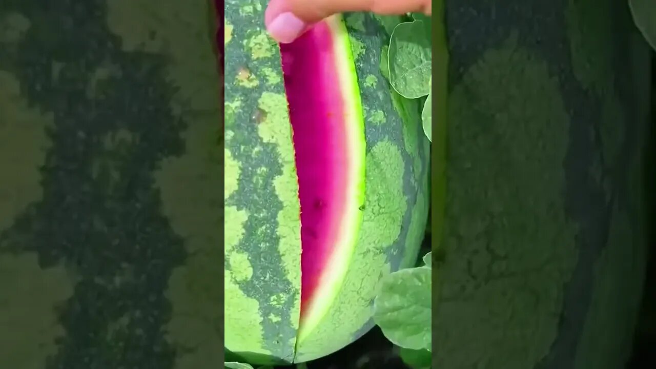 OMG😱😋🍉