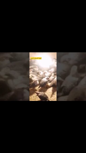 تربية الدجاج البلدي الأسود كيوت روعة في المزارع