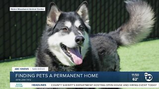 Pet of the Week: Jango