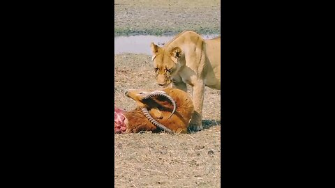 wildlife animal video