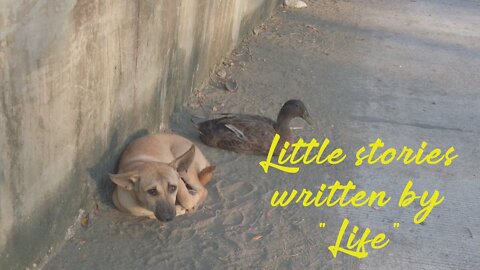 Little Stories written by "Life" - Mr. Dog and Mrs. Duck