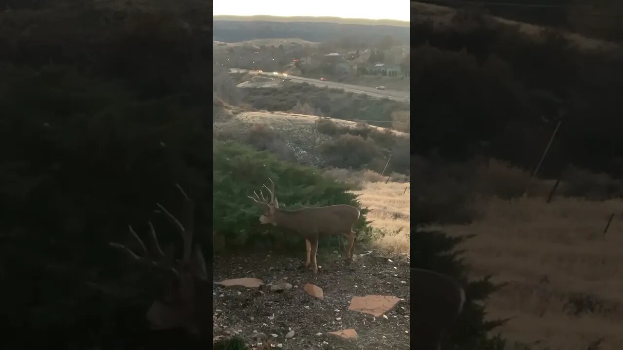 Colorado wildlife is insane!