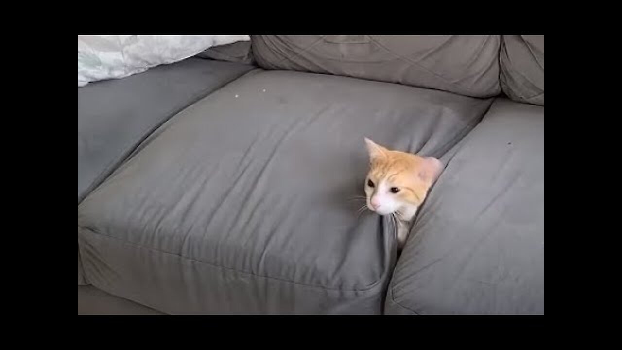 Funniest Cats and Dogs Videos