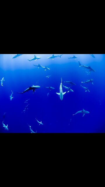 Exploring the Hidden Wonders: The Underwater Wonderland