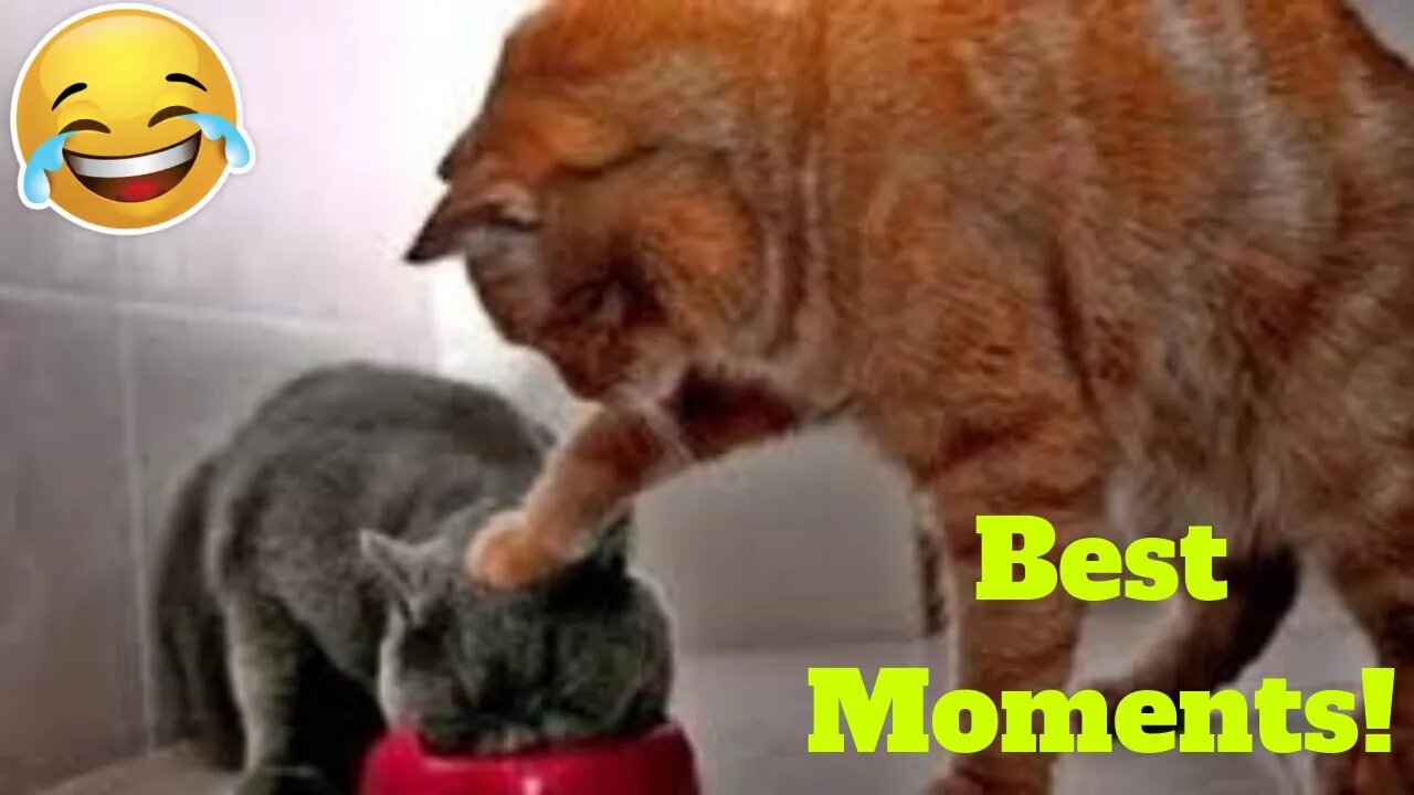 💥Funniest Pet Reactions And Bloopers Weekly LOL😂🙃 of 2019 | Funny Animal Videos👌