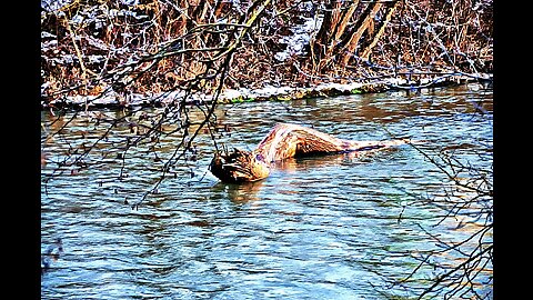 Unveiling the Mystery: Lake Monsters of Canada