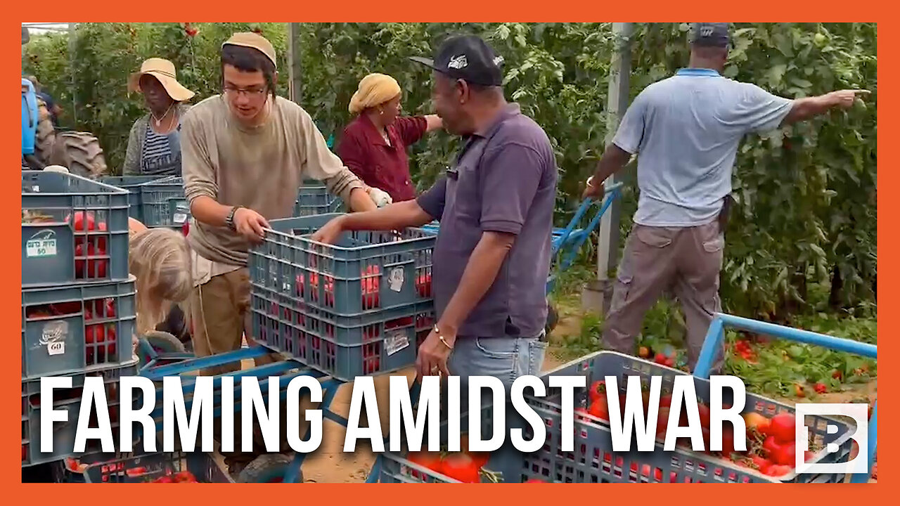 Volunteers in Israel Bring In the Harvest on Farms Evacuated After Hamas Terror Attack