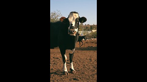 Cow Videos