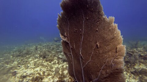 Diving Key Largo 2 17 21