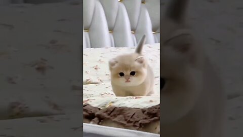 Cute baby kitten sound ️ shorts