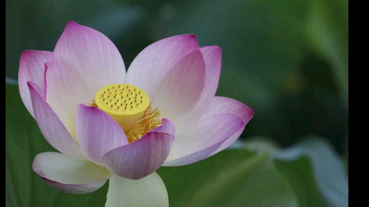 Lotus flower