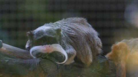 Emperor tamarin (Saguinus imperator) in French Guiana zoo day time