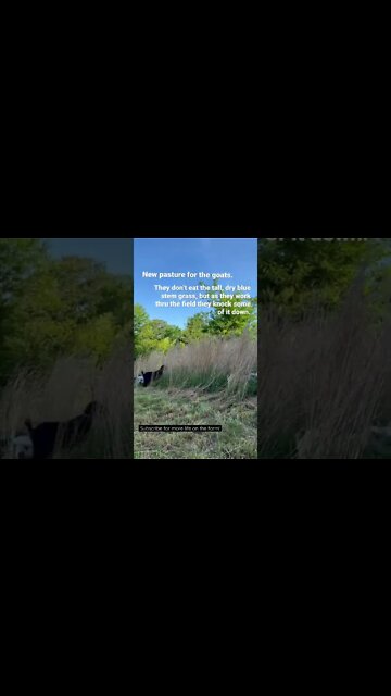 New Pasture for the Goats // Rotational Grazing #shorts
