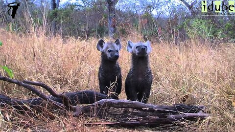 Curious Hyena Cubs