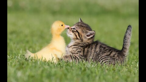 Cute friendship of Cat and Duck