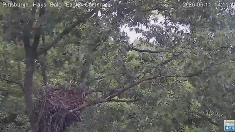 Hays Eagles H11 exits stage left 61120