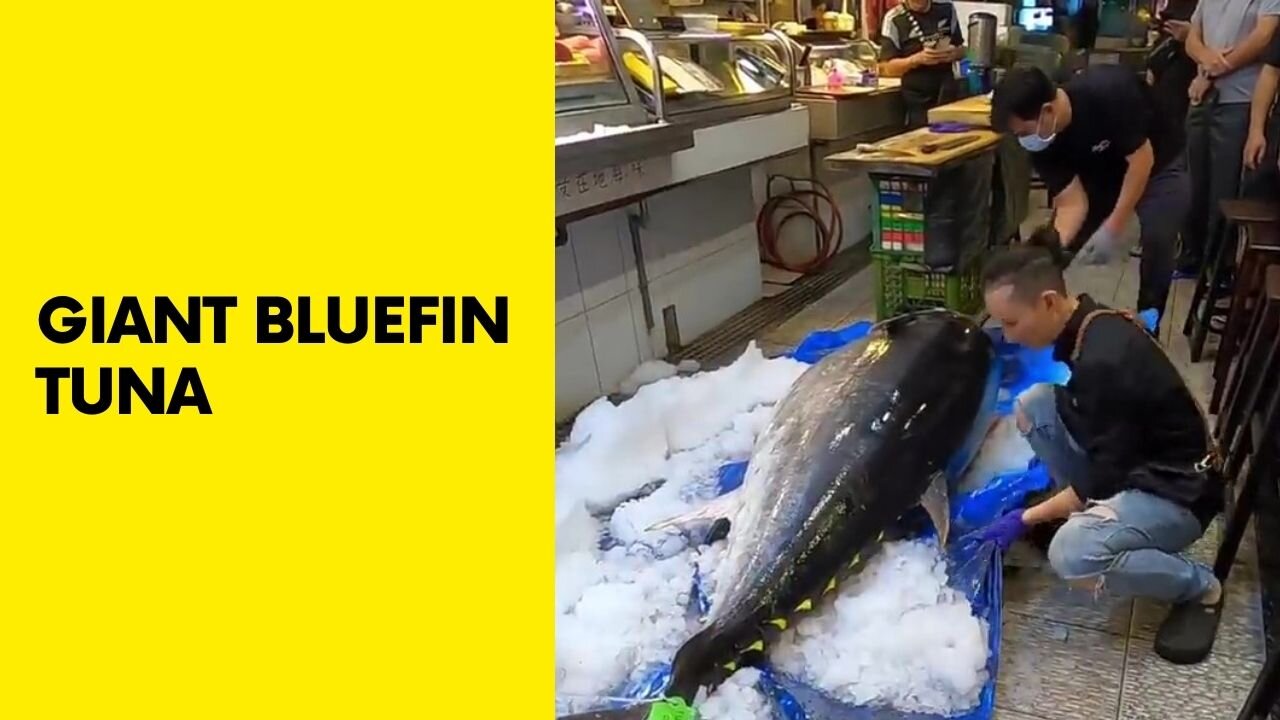 see the sharpest knife cutting giant bluefin tuna like - Sashimi and luxury steaks