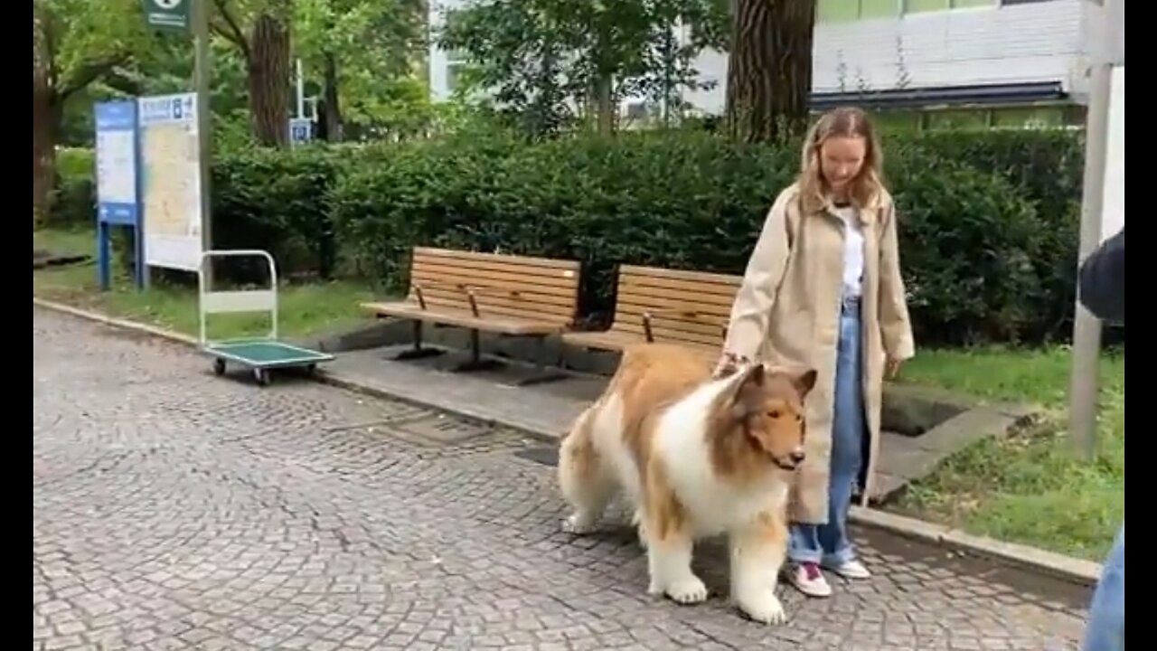 Japanese Man Spends $20K To Become A Dog