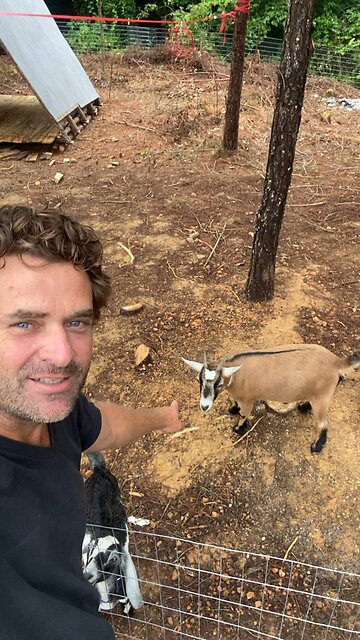 Meet the Stonehaven Goats!