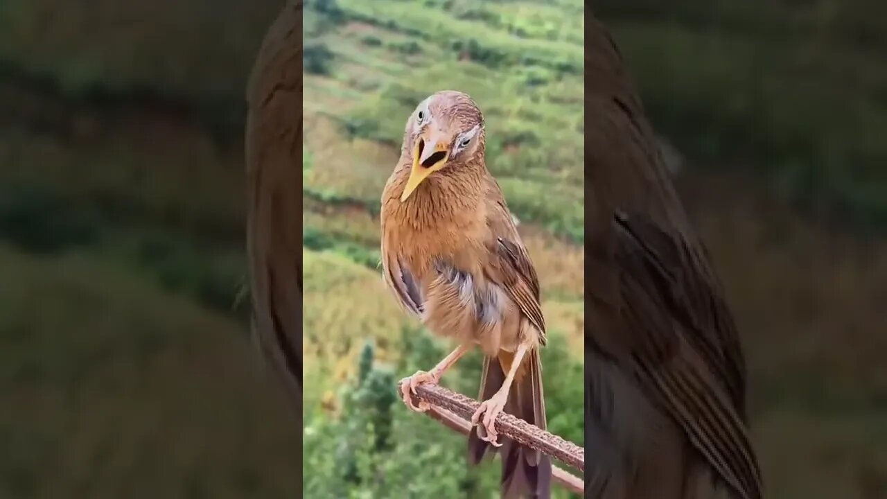 Beautiful Bird Sound #Ubertainment #ytshorts #birdsound #bird #viral #viral2022 #trending2022