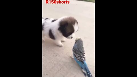 Puppy is Good Friends Funny Video Shorts |#r150shorts |#youtubeshorts |#ytshorts |#animals