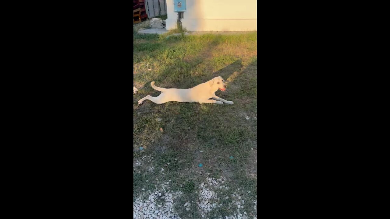 Dog playing outdoor