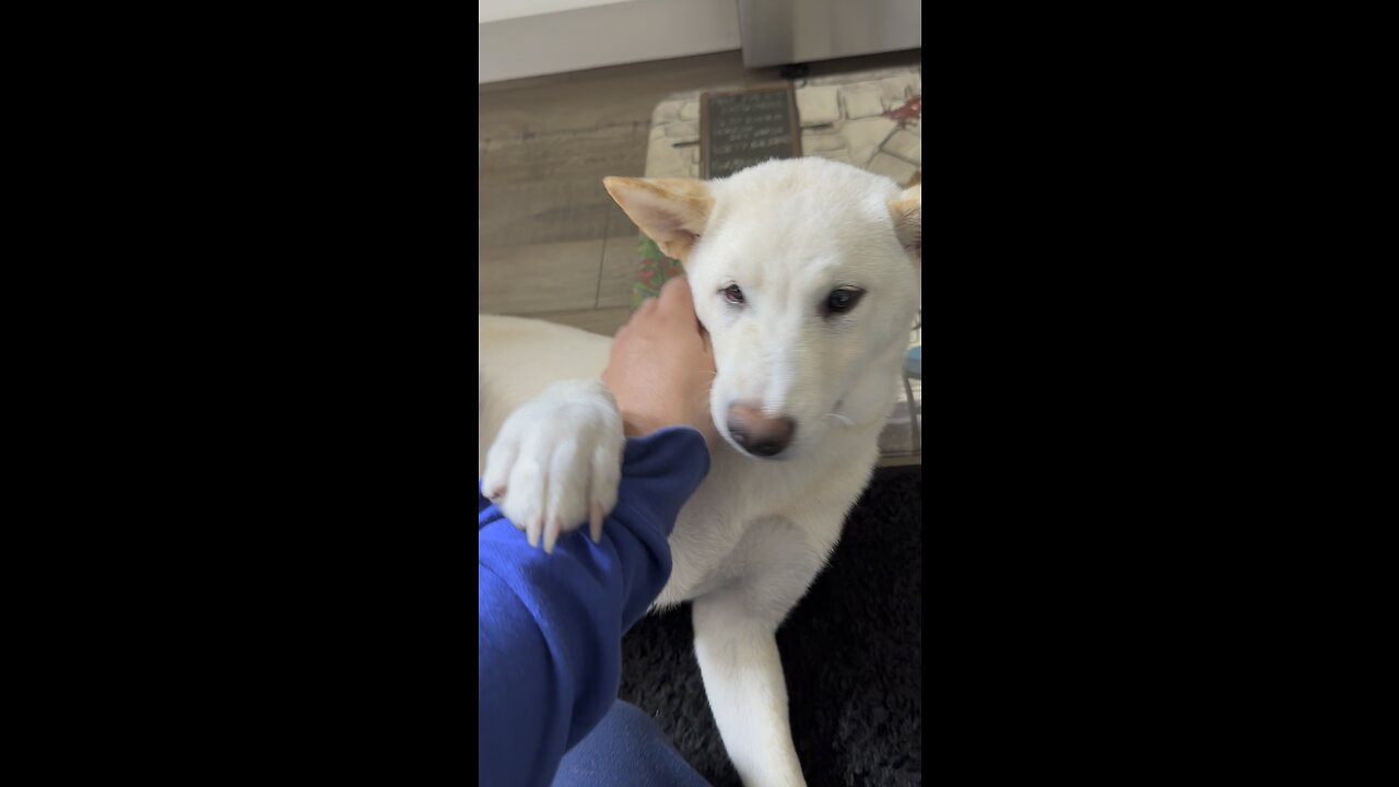 Teaching my Shiba Inu tricks