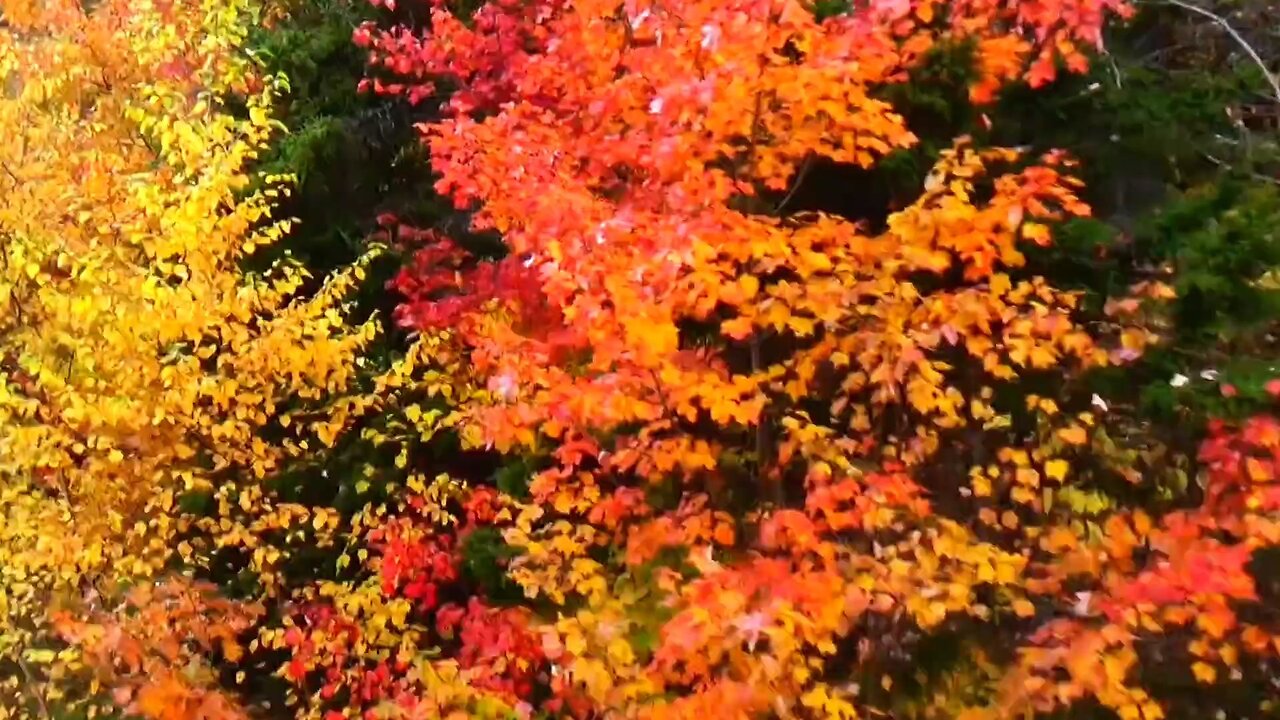 Fall Foliage